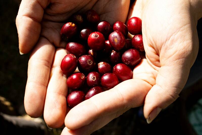 Fresh coffee cherries