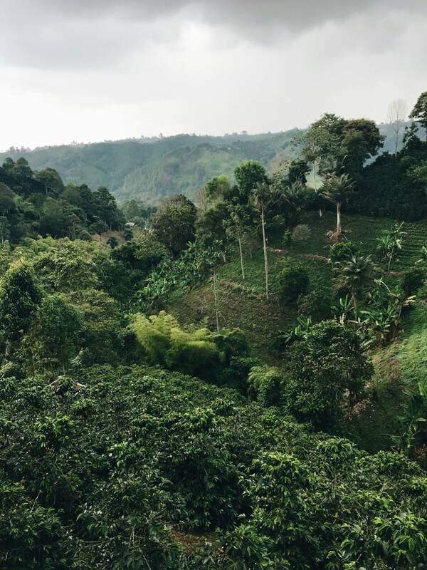 Coffee farm